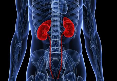 illustration of kidneys inside body
