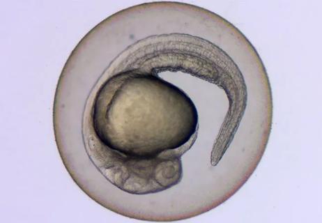 Zebrafish embryo