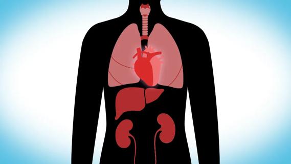 abdominal organs within the human body