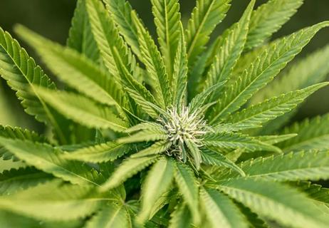 Close up image of a green cannabis plant with pointed leaves.