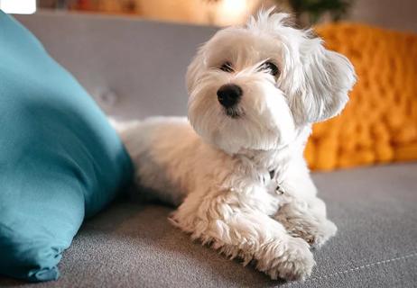 hypoallergenic dogs maltese