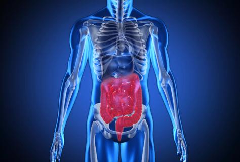 Digestive system