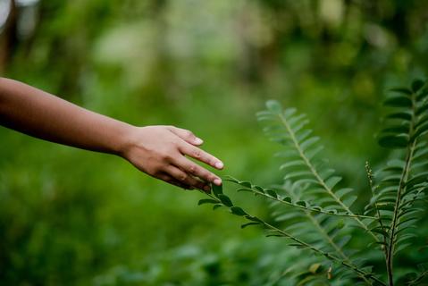 Hand of person touching a plant as they’re walking outside