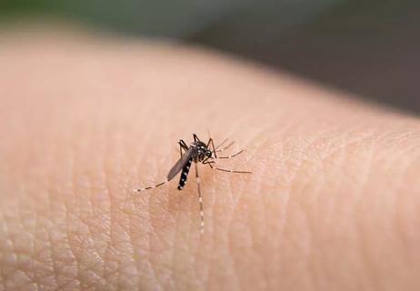 Mosquito on a forearm.