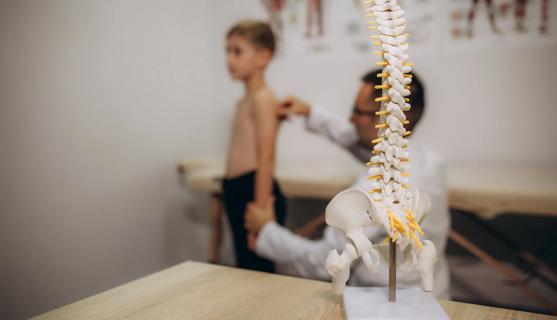 Medical model of a spine, with healthcare provider examining young boy's spine nearby