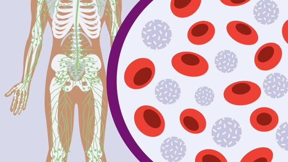 Body system anatomy of human skeleton and lymphatic system, with Petri dish showing blood cells