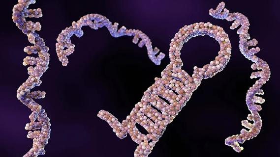 small RNA molecules