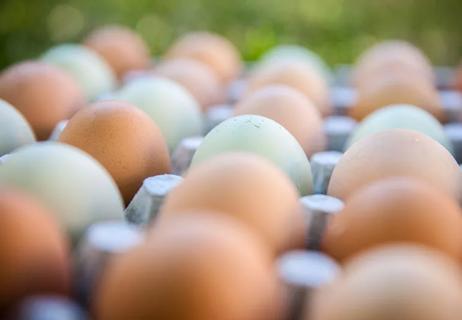 Close up of white and brown eggs in egg container.