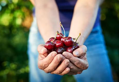 Someone holds a cluster of cherries in the palms of their hands.