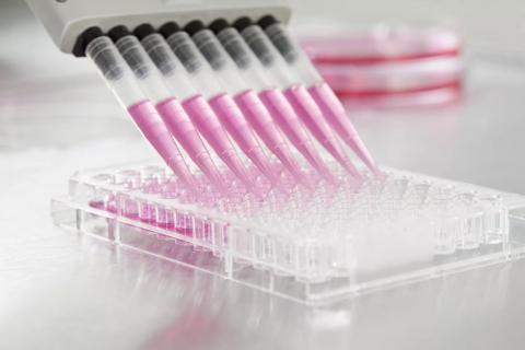 Pipette filling solution into microtiter plate