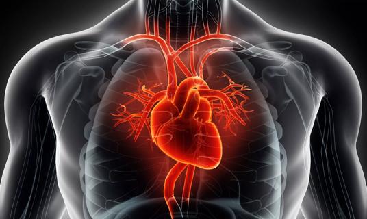 3D illustration Human Internal Organic &#8211; Human Heart.