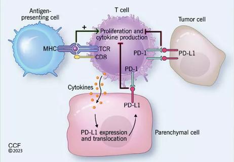 Endocrinopathies