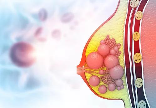 Cross section of human breast cross section. 3d illustration