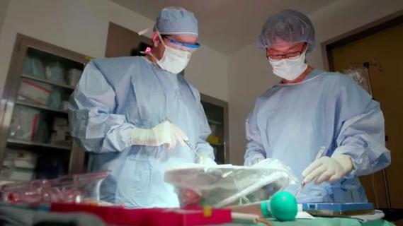 Surgeons examining liver.