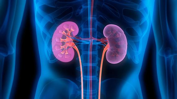 Artist's rendering of kidneys.