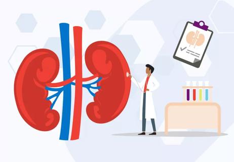 Illustration of doctor examining kidneys with test tubes and health chart in background.