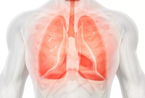 3D illustration of Lungs, medical concept.