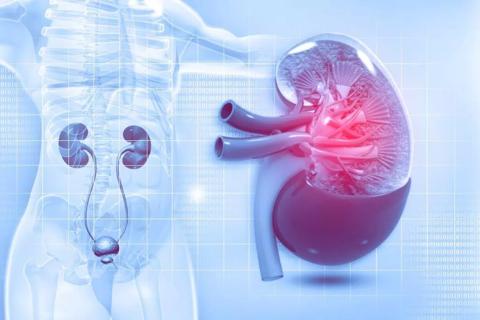 Kidney anatomy