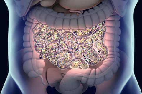Gut bacteria , gut flora, microbiome. Bacteria inside the small intestine, concept, representation. 3D illustration.