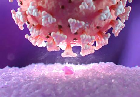 covid-19-SARS-CoV-2-Virus-Microvillie-closest_650x450