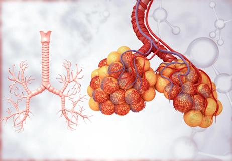 Lung alveoli