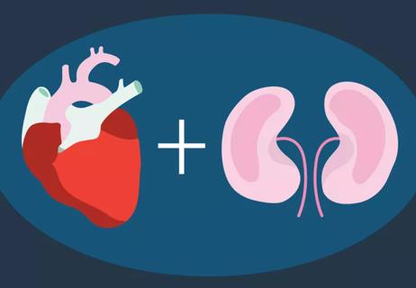 Illustration of the heart and kidney relationship