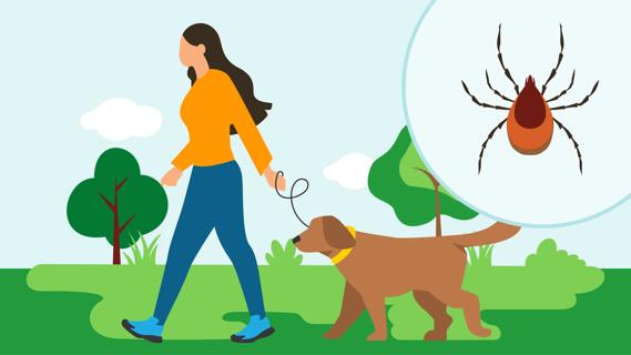 Person walking dog outside, with oversized tick for emphasis