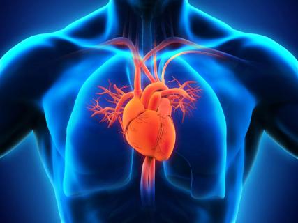 Human Heart Anatomy