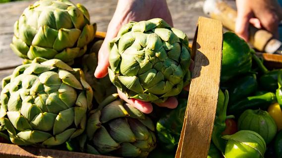 Hand holding an artichoke over a basket of artichokes