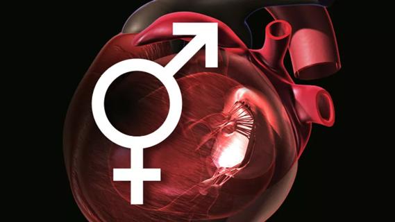 illustration of mitral valve with male/female symbol overlay
