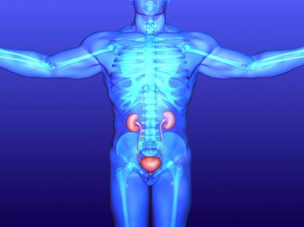 Kidneys