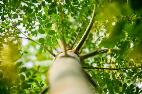 Looking up at a moringa tree