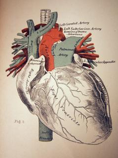 Medical Illustration of a Heart