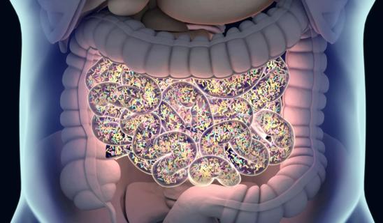 Illustration of gut microbes