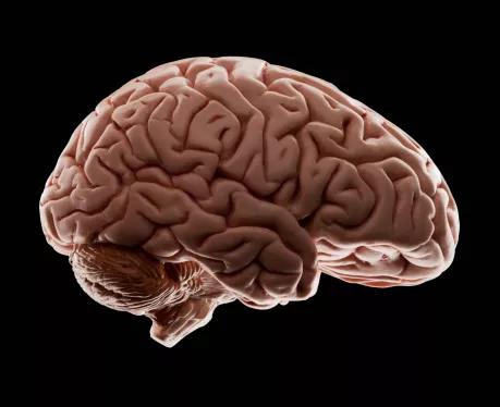 brain2