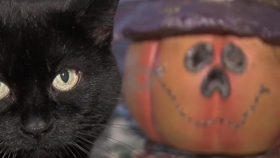 Black cat and pumpkin