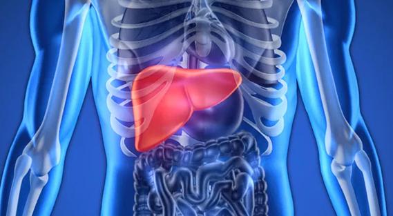 liver