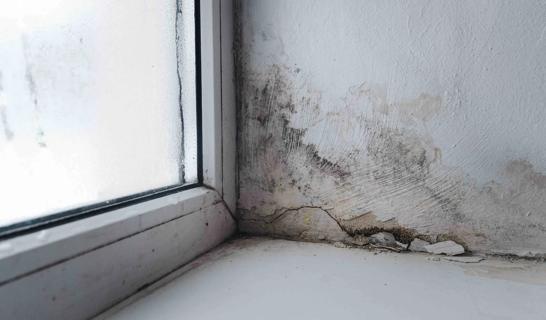 Mold on wall near window