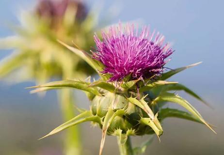 milk thistle