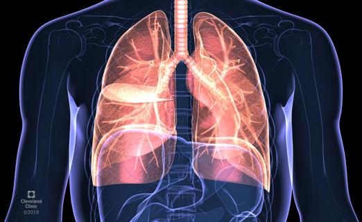 Lungs