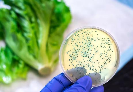 bacteria on lettuce