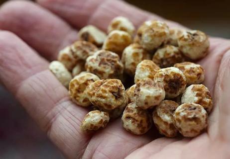 handful of organic tiger nuts