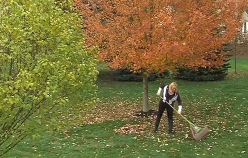 Raking leaves