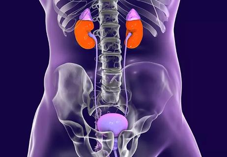 Human kidneys with adrenal glands