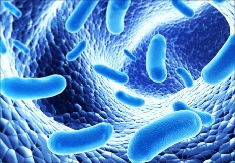 18-HRT-4781-Gut microbes blue-650&#215;450