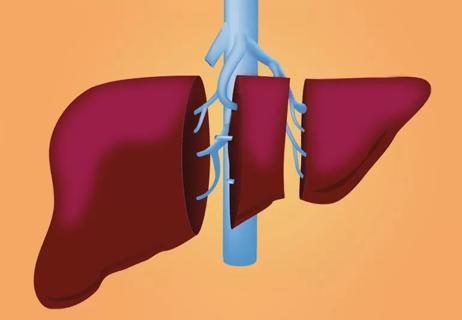 Liver in three sections