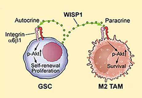 role of WISP1 protein in glioblastoma