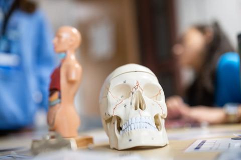 Model of skull