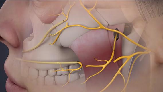 network of nerves on the side of the face