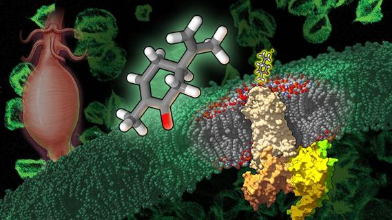 stylized illustration of the olfactory receptor